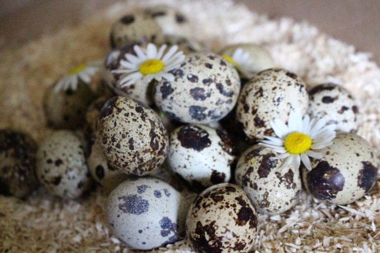 Wachteleier und ihrer heilende Wirkung, Wachteleier Zubereitung