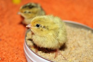 Eintagsküken im Farbschlag blau - Mastwachteln